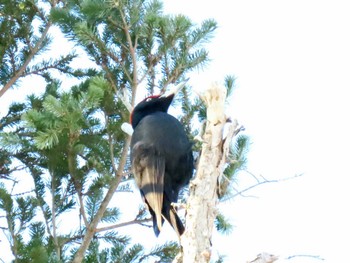 Black Woodpecker Nishioka Park Sun, 3/24/2024