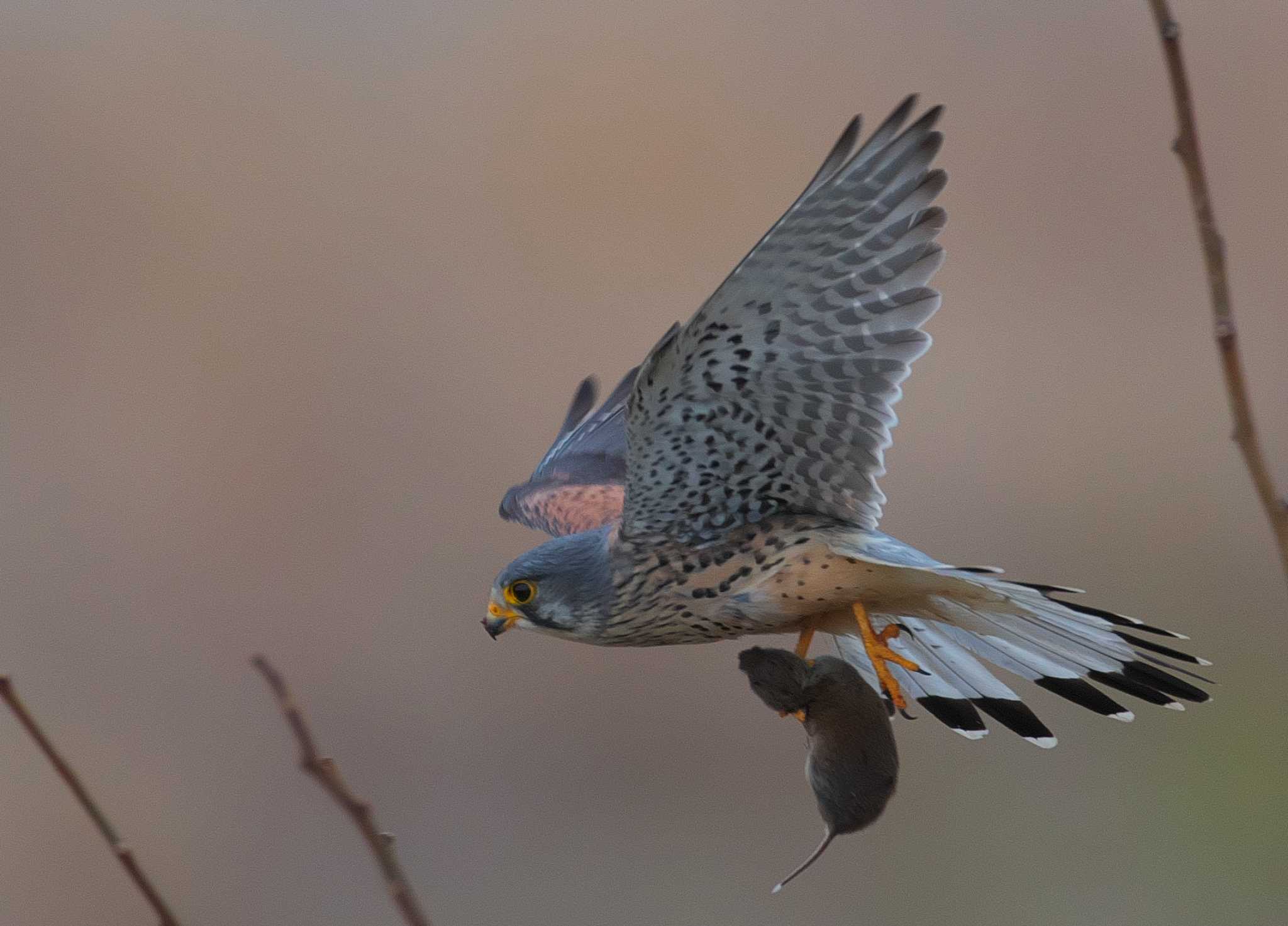 群馬県 チョウゲンボウの写真 by snipe