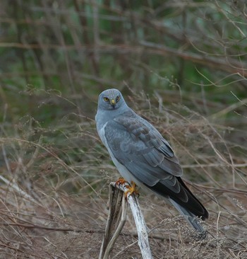 Hen Harrier 群馬県 Thu, 3/28/2024