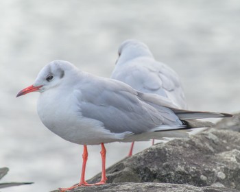 2024年3月2日(土) 琵琶湖の野鳥観察記録