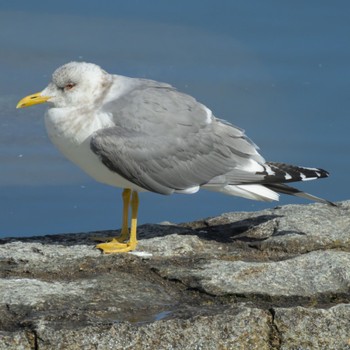 Vega Gull 琵琶湖 Sat, 3/2/2024