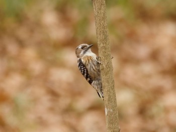 Japanese Pygmy Woodpecker 高崎自然の森 Thu, 3/28/2024