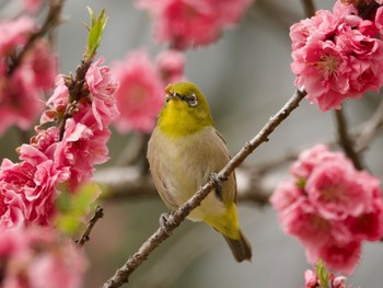 Warbling White-eye 高崎自然の森 Thu, 3/28/2024