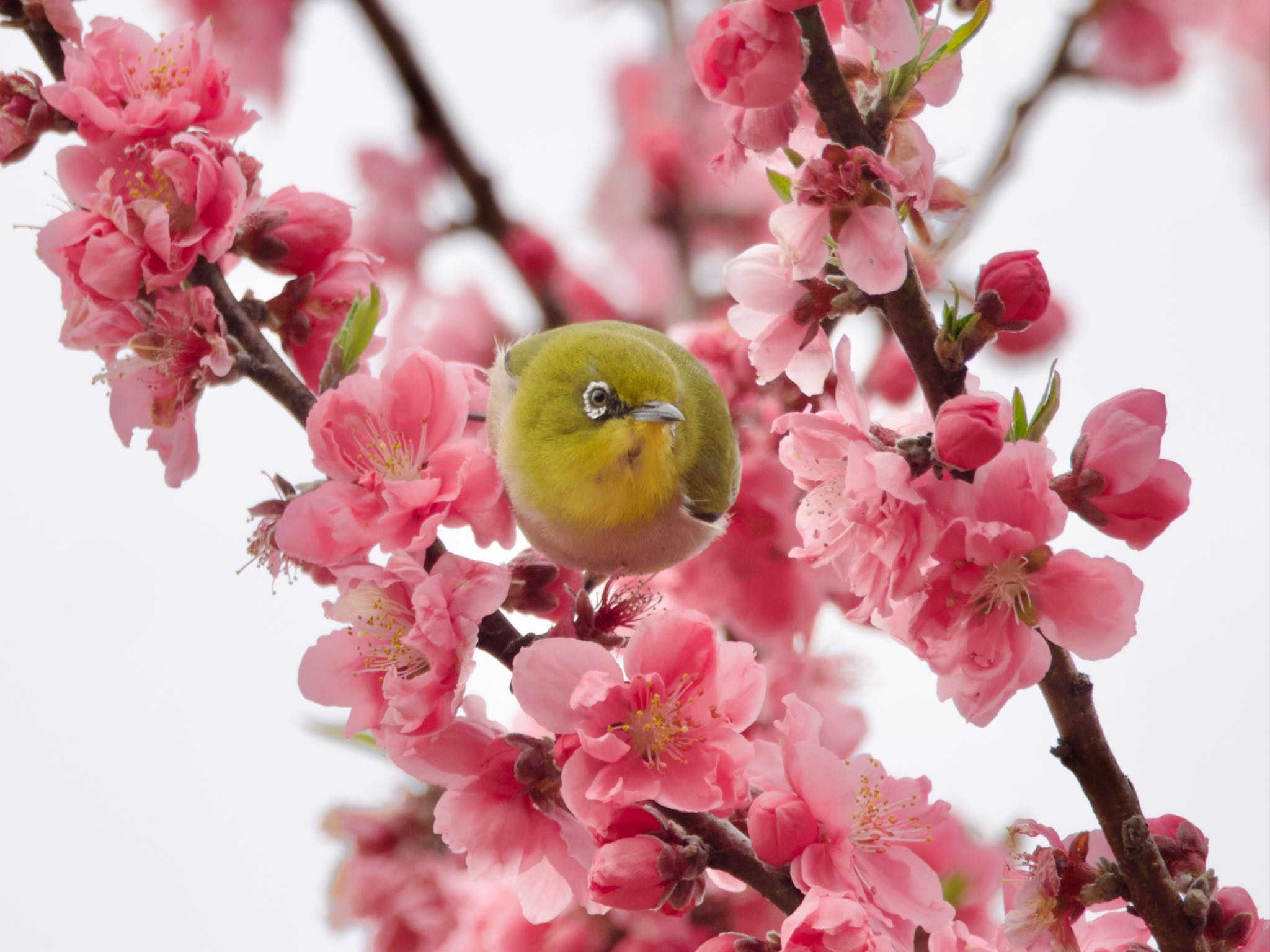 Photo of Warbling White-eye at 高崎自然の森 by スキーヤー