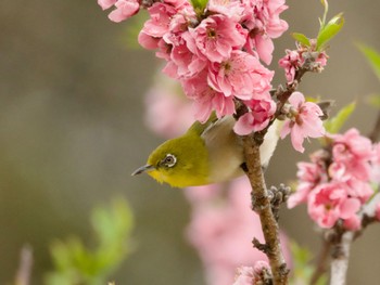 Warbling White-eye 高崎自然の森 Thu, 3/28/2024