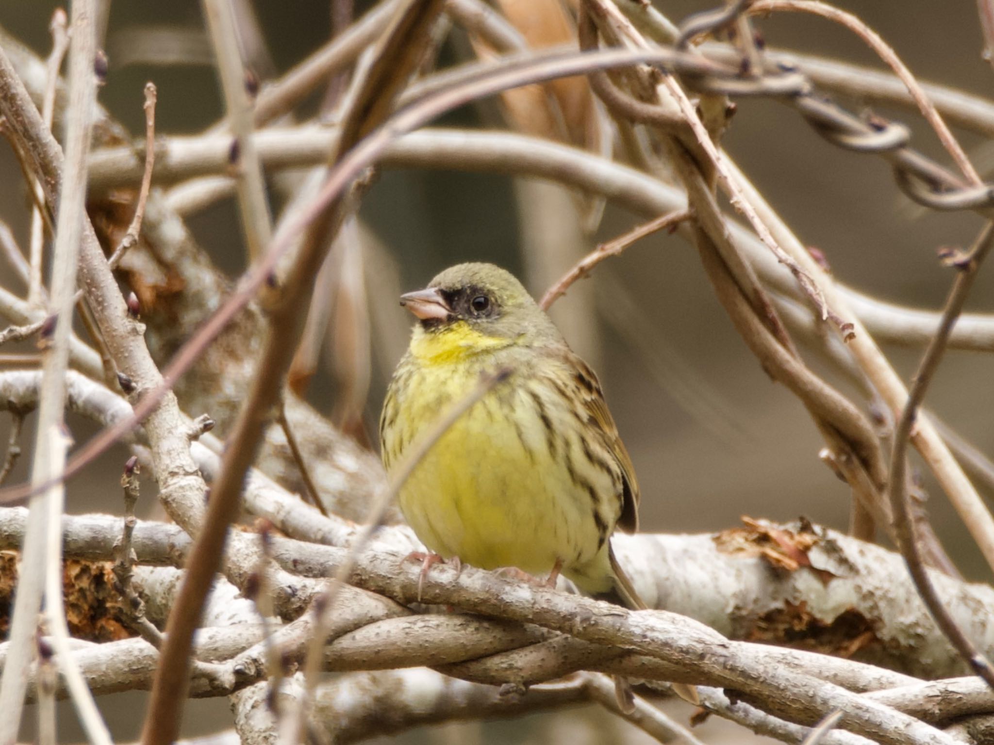 Photo of Masked Bunting at 高崎自然の森 by スキーヤー