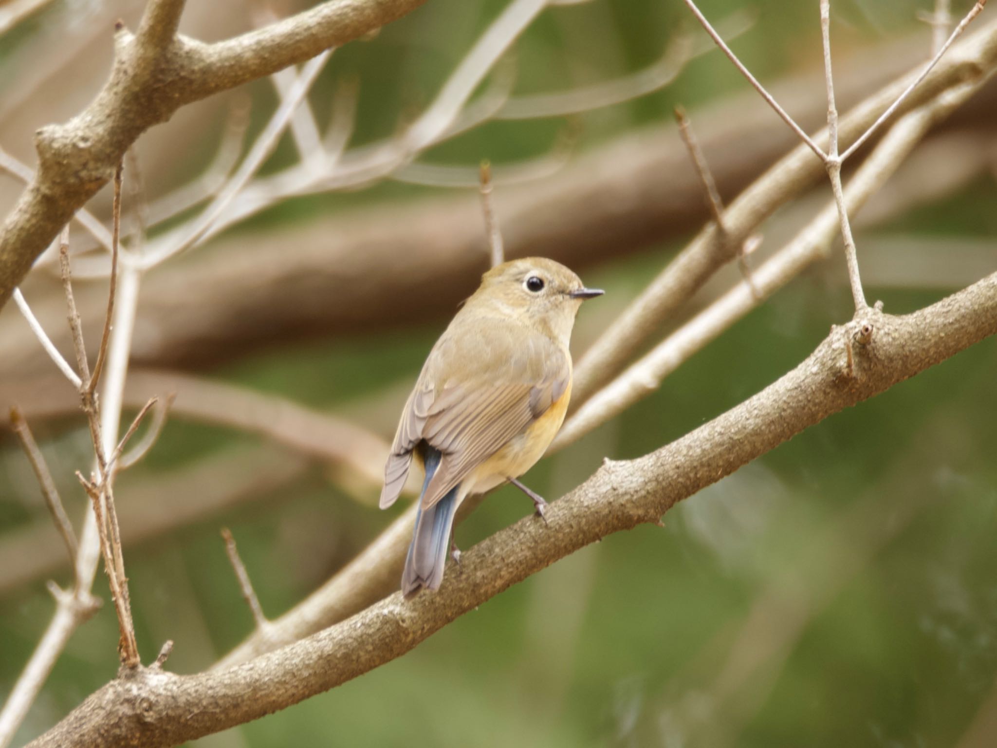 Red-flanked Bluetail