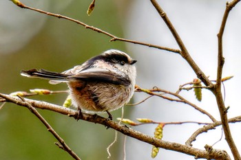 Long-tailed Tit Kitamoto Nature Observation Park Sat, 3/23/2024