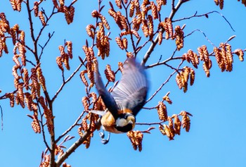 Varied Tit 金沢動物園 Wed, 3/27/2024