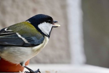 Japanese Tit 横須賀 Thu, 3/28/2024