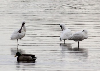 クロツラヘラサギ 葛西臨海公園 2024年3月28日(木)