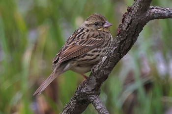 Masked Bunting Kodomo Shizen Park Sun, 3/24/2024