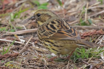 Masked Bunting Kodomo Shizen Park Sun, 3/24/2024