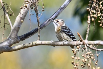 Japanese Pygmy Woodpecker 奈良市水上池 Sat, 2/17/2024