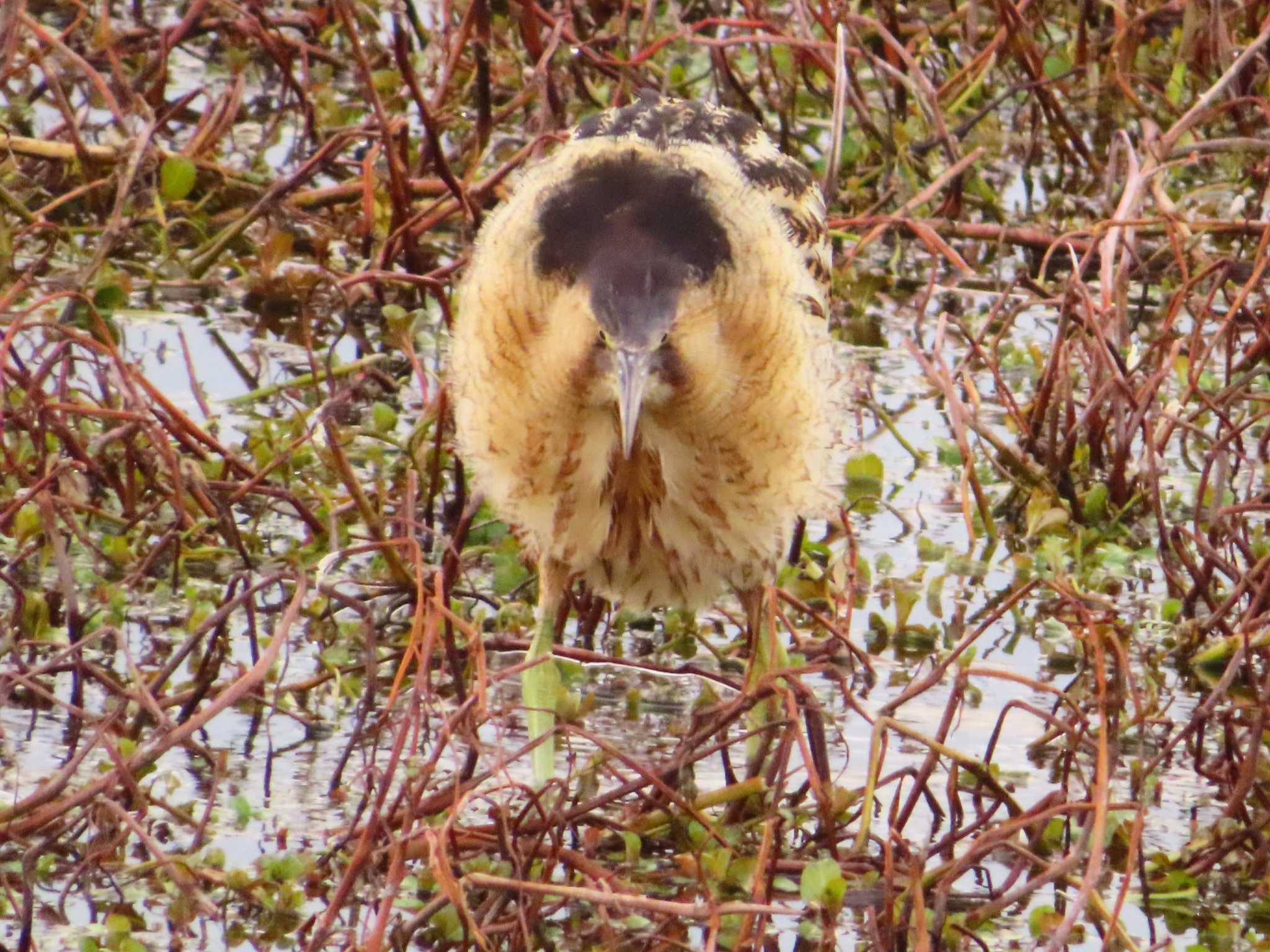 Eurasian Bittern