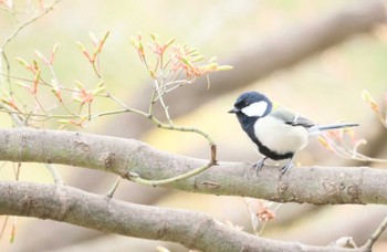 シジュウカラ 横浜市 2024年3月28日(木)