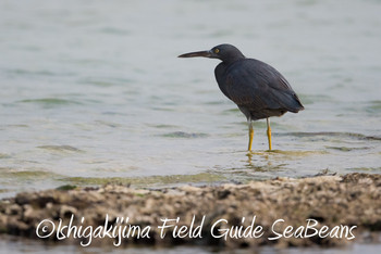 Pacific Reef Heron Ishigaki Island Mon, 12/17/2018