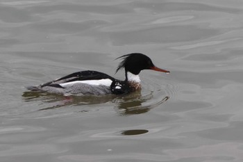 Red-breasted Merganser 鈴鹿川河口 Thu, 3/28/2024