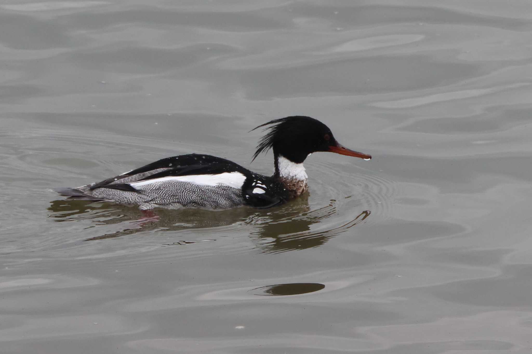 Red-breasted Merganser