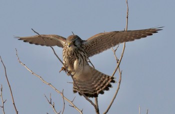 Common Kestrel Watarase Yusuichi (Wetland) Sat, 3/16/2024