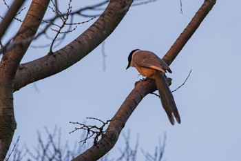 オナガ 善福寺公園 2024年3月23日(土)