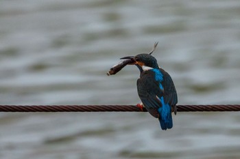 Common Kingfisher 善福寺公園 Sat, 3/23/2024