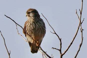 Common Kestrel Watarase Yusuichi (Wetland) Sat, 3/16/2024