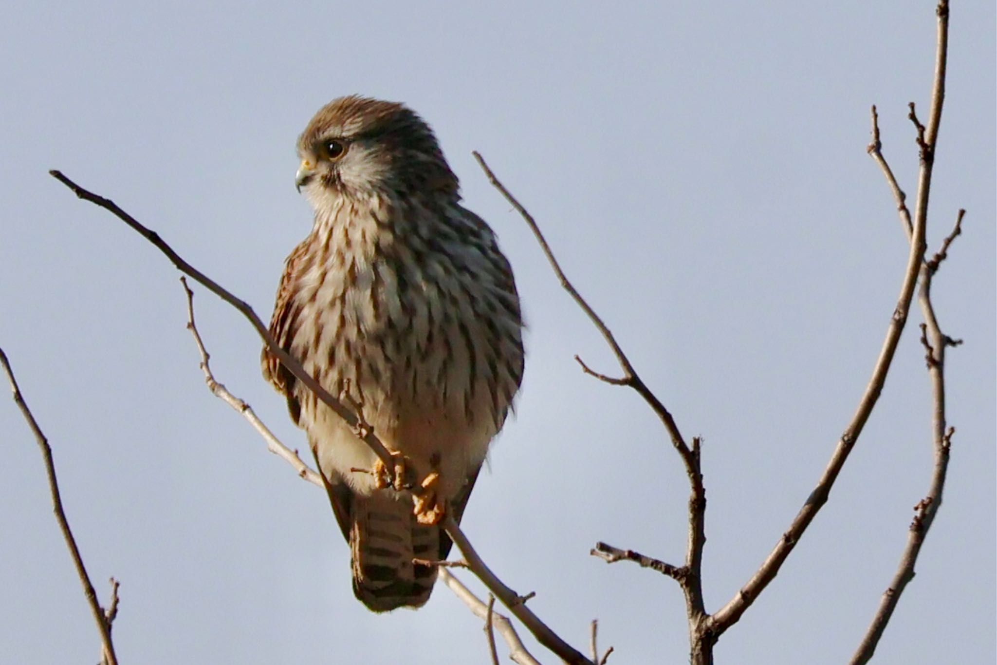 2024年3月15日(金) 渡良瀬遊水地の野鳥観察記録 by カバ山PE太郎 2024年3月15日(金) 渡良瀬遊水地の野鳥観察記録 by カバ山PE太郎