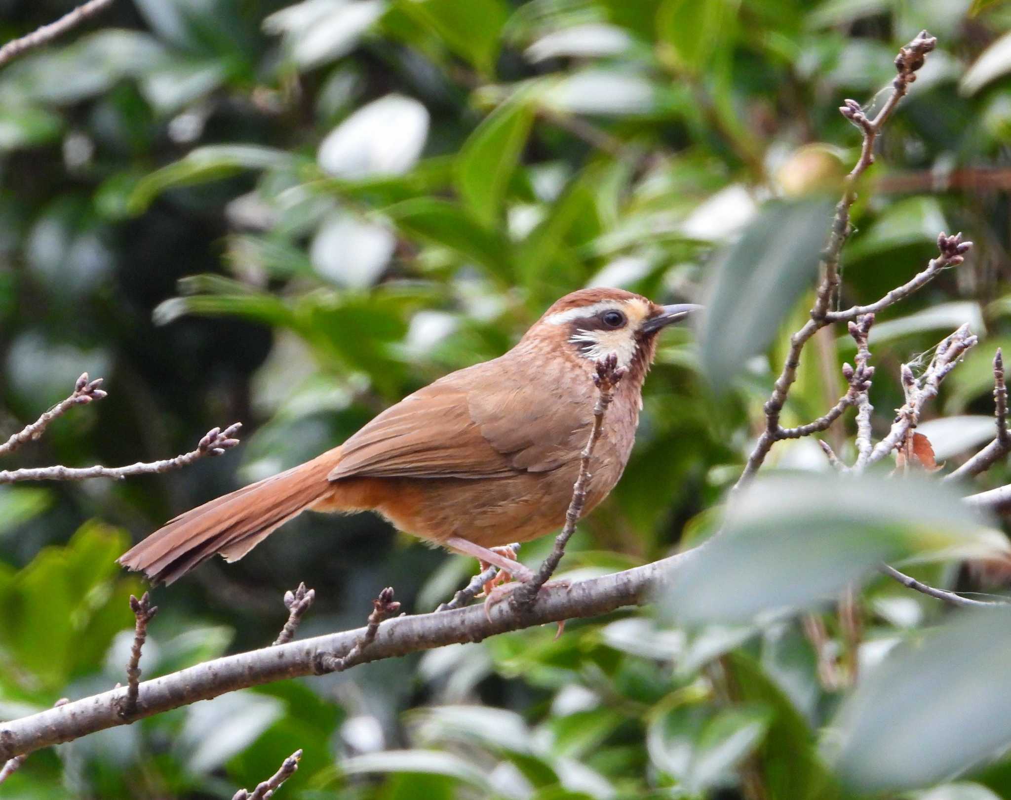 Photo of White-browed Laughingthrush at  by サジタリウスの眼