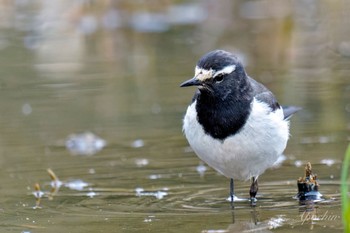 Japanese Wagtail Kitamoto Nature Observation Park Sat, 3/23/2024