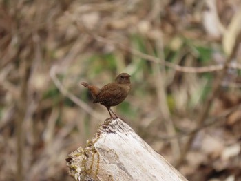 Eurasian Wren 宮城県 Mon, 3/25/2024