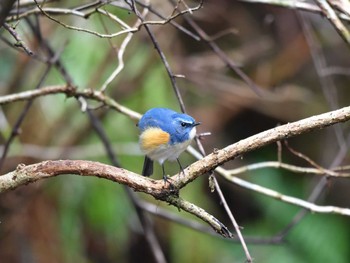 Red-flanked Bluetail 日向渓谷 Sun, 3/24/2024