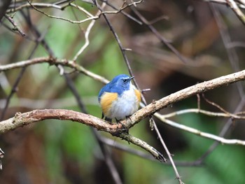 Red-flanked Bluetail 日向渓谷 Sun, 3/24/2024