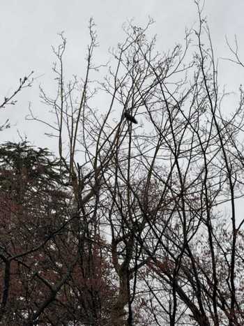 2024年3月29日(金) MFχ(23区西部)の野鳥観察記録