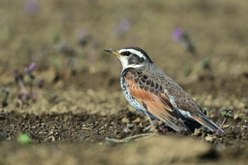 Dusky Thrush 平塚市 Sun, 3/3/2024