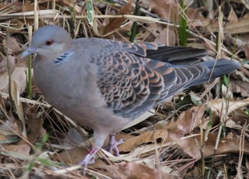 Oriental Turtle Dove 多摩川台公園 Sun, 3/24/2024