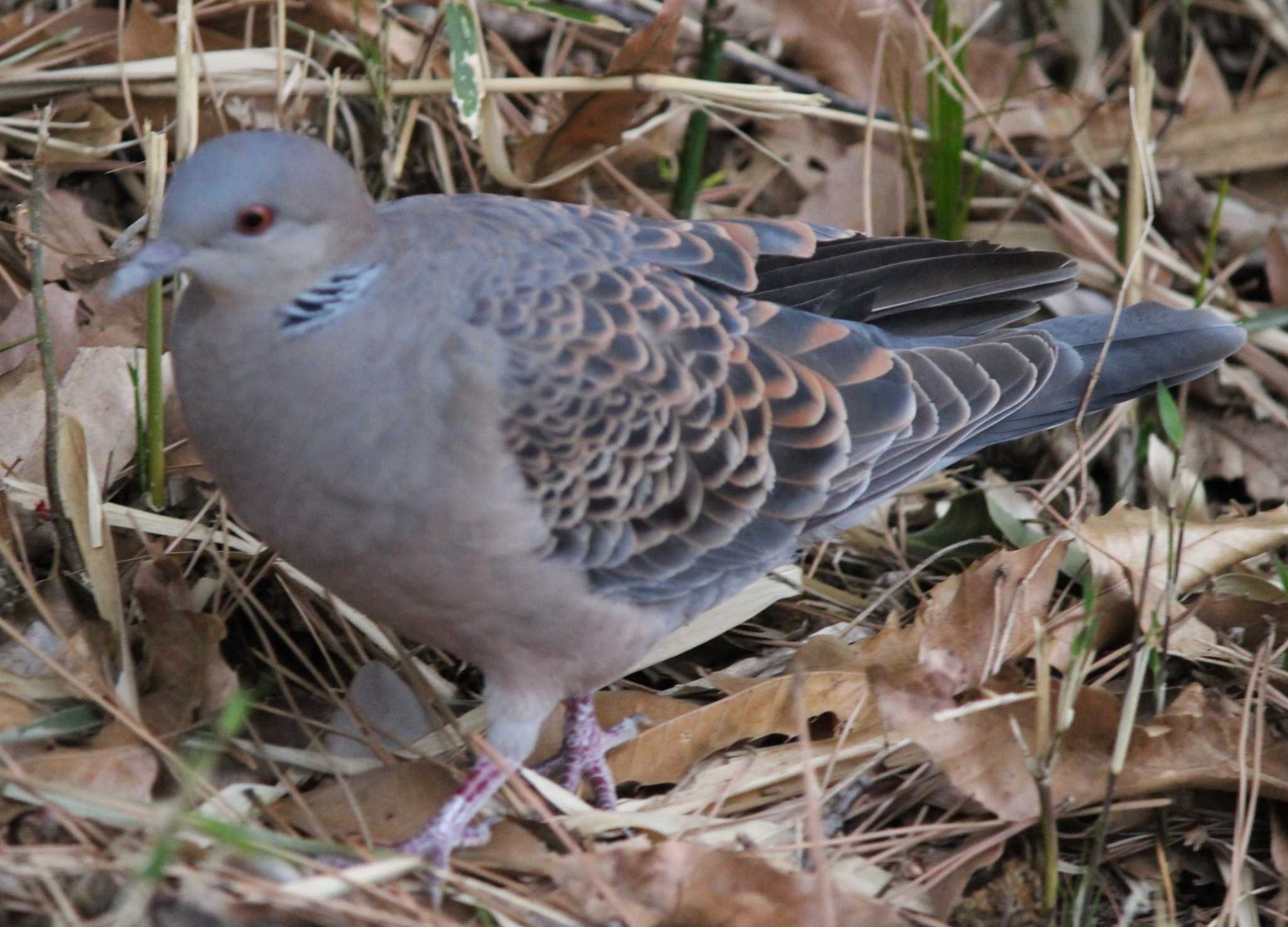 Photo of Oriental Turtle Dove at 多摩川台公園 by kj