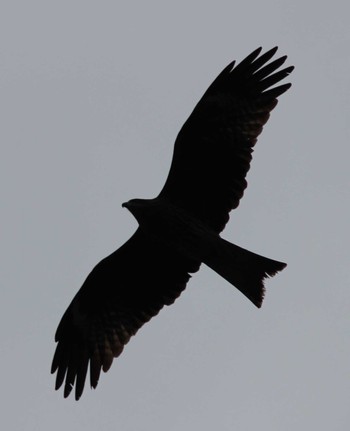 Black Kite 多摩川台公園 Sun, 3/24/2024