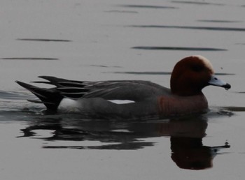 Eurasian Wigeon 多摩川台公園 Sun, 3/24/2024