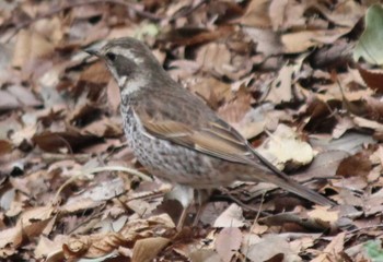 Dusky Thrush 多摩川台公園 Sun, 3/24/2024