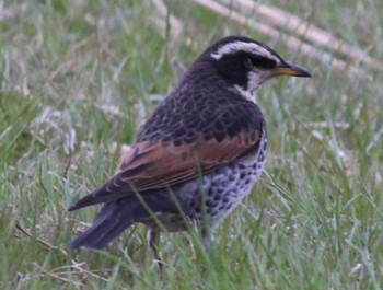 Dusky Thrush 多摩川台公園 Sun, 3/24/2024