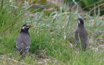 White-cheeked Starling 多摩川台公園 Sun, 3/24/2024