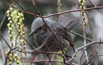 Brown-eared Bulbul 多摩川台公園 Sun, 3/24/2024