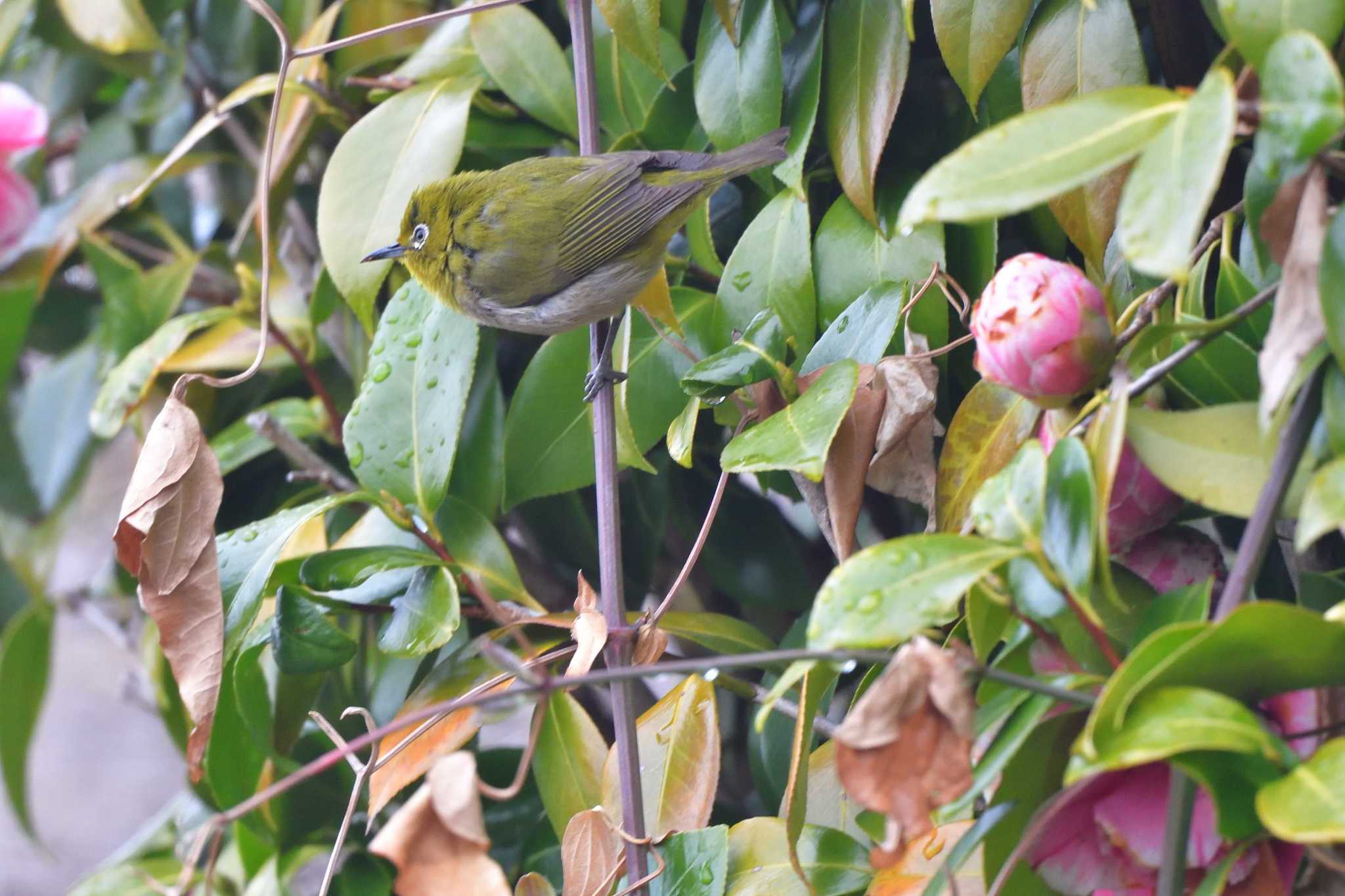 Warbling White-eye