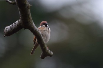 Eurasian Tree Sparrow Nagahama Park Sun, 3/24/2024