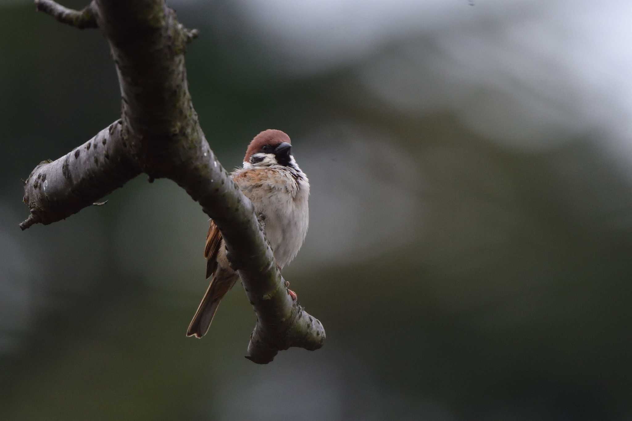 Eurasian Tree Sparrow