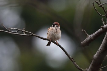 Eurasian Tree Sparrow Nagahama Park Sun, 3/24/2024