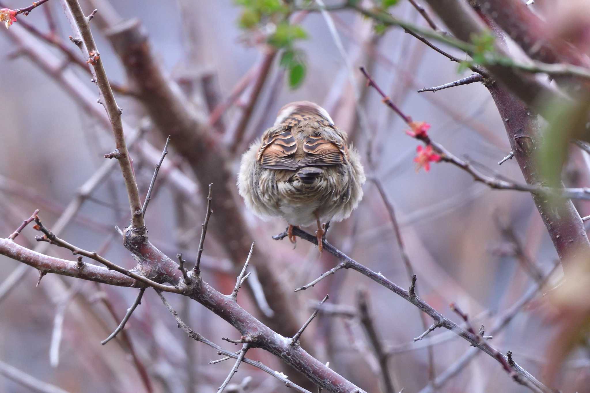 Eurasian Tree Sparrow