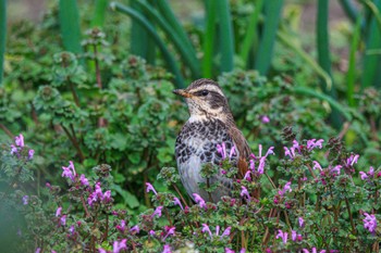 Dusky Thrush 明石市大久保町 Fri, 3/1/2024