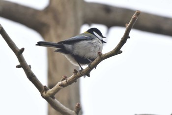 Japanese Tit Nagahama Park Sun, 3/24/2024